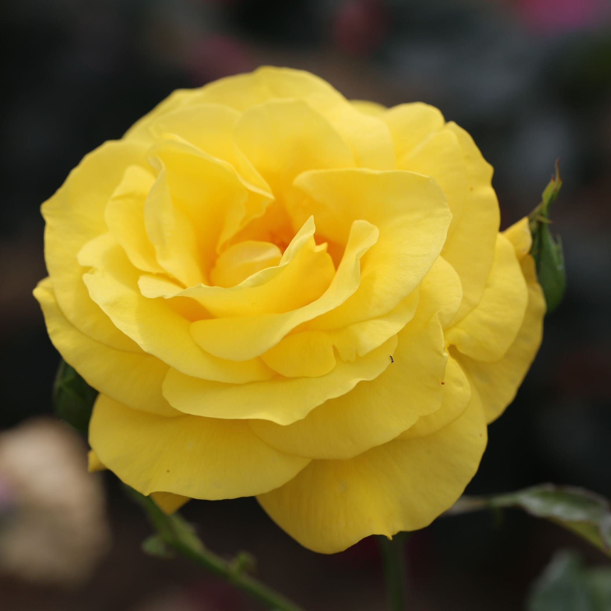 Rose Golden Wedding (Bush Rose) Plants