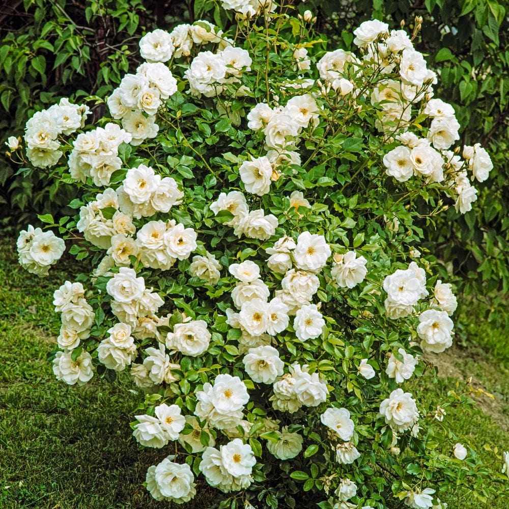 Rose Iceberg (Climbing Rose) Plants