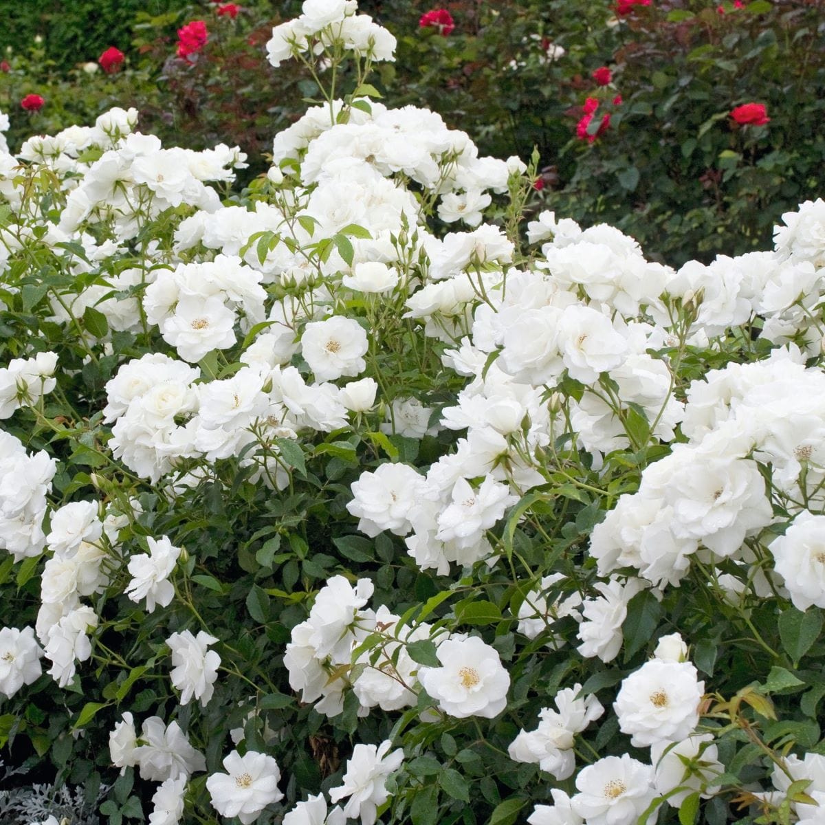 Rose Iceberg (Climbing Rose) Plants