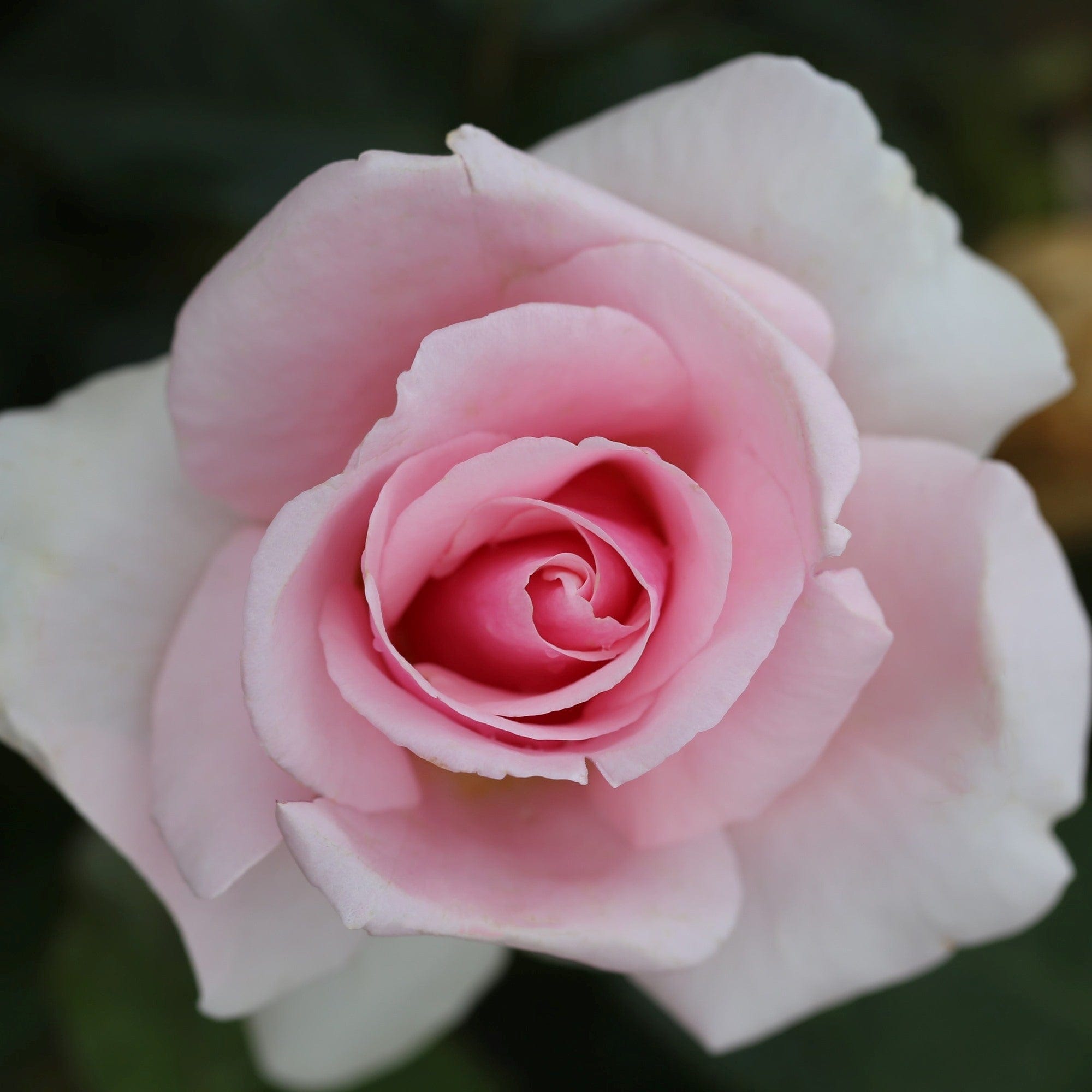 1 x bare root Rose Let There Be Love (Bush Rose) Plants