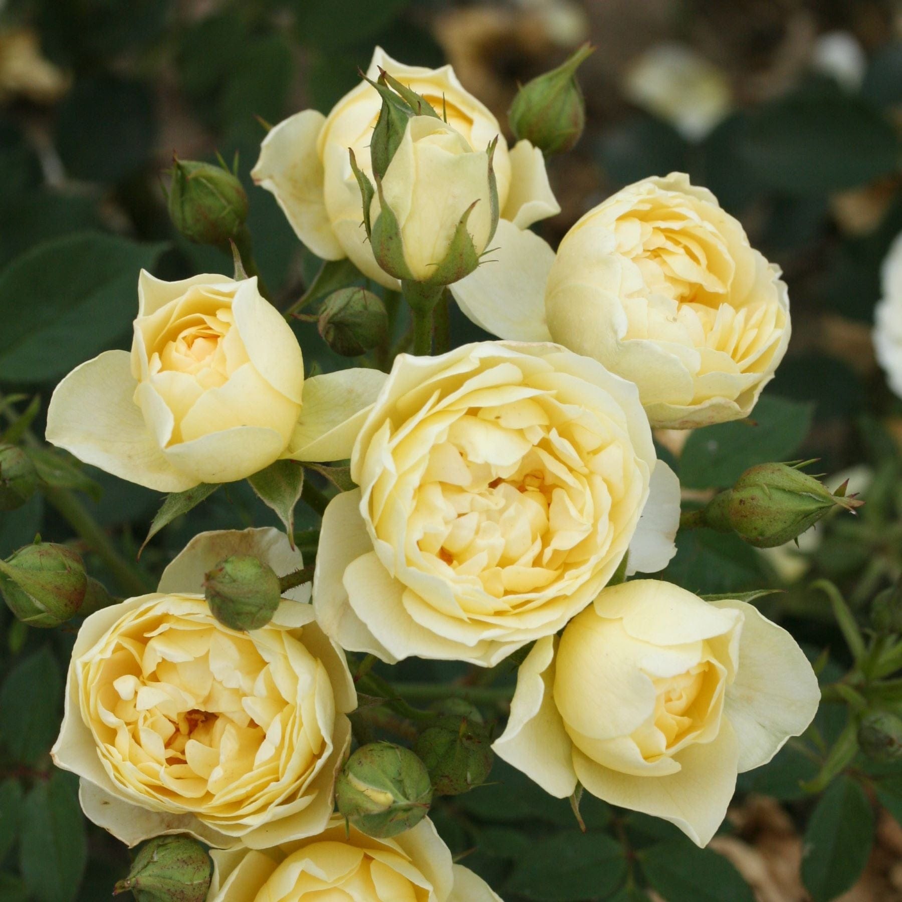 3 x bare root Rose Our Dream (Patio Rose) Plants