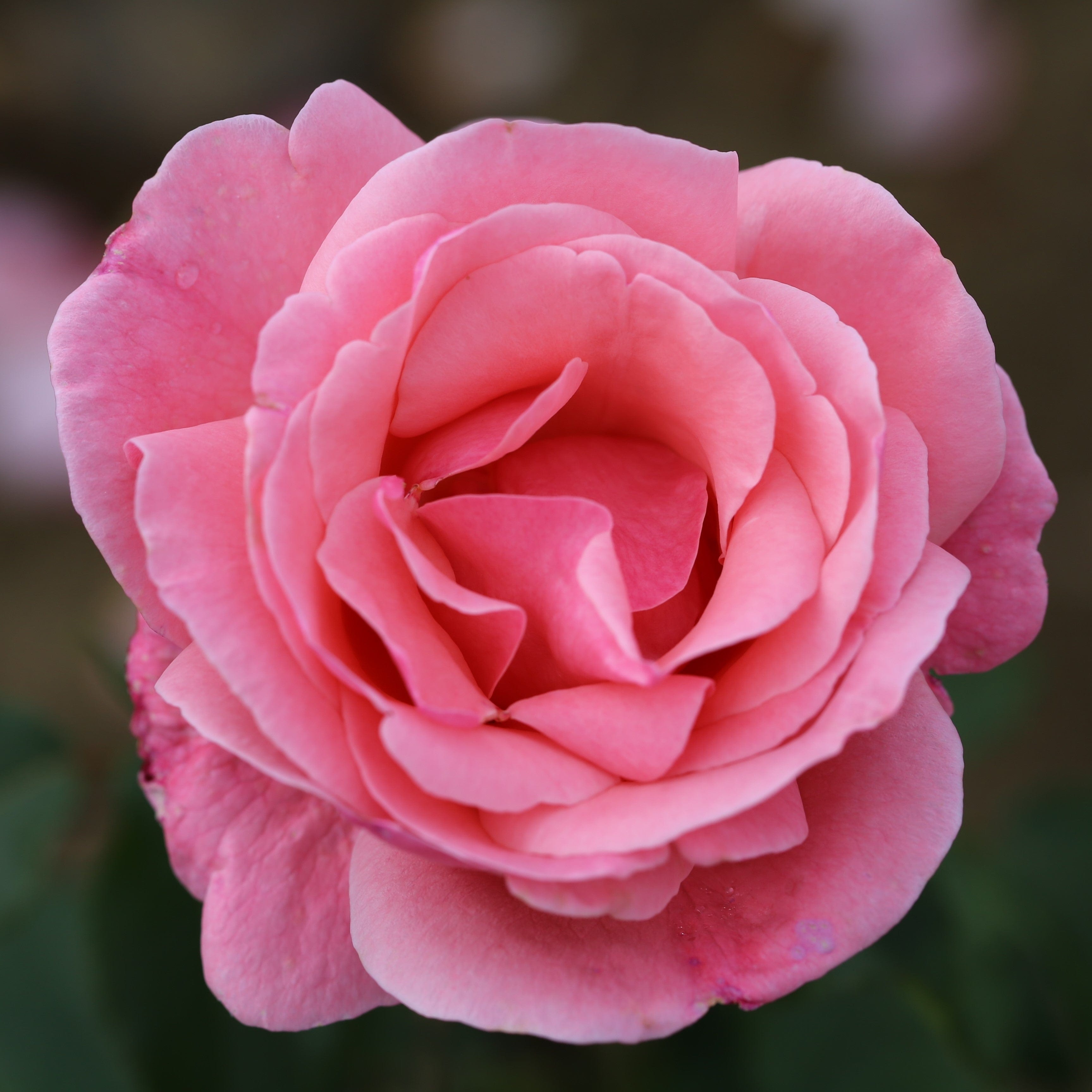 Rose Queen Elizabeth  (Bush Rose) Plants