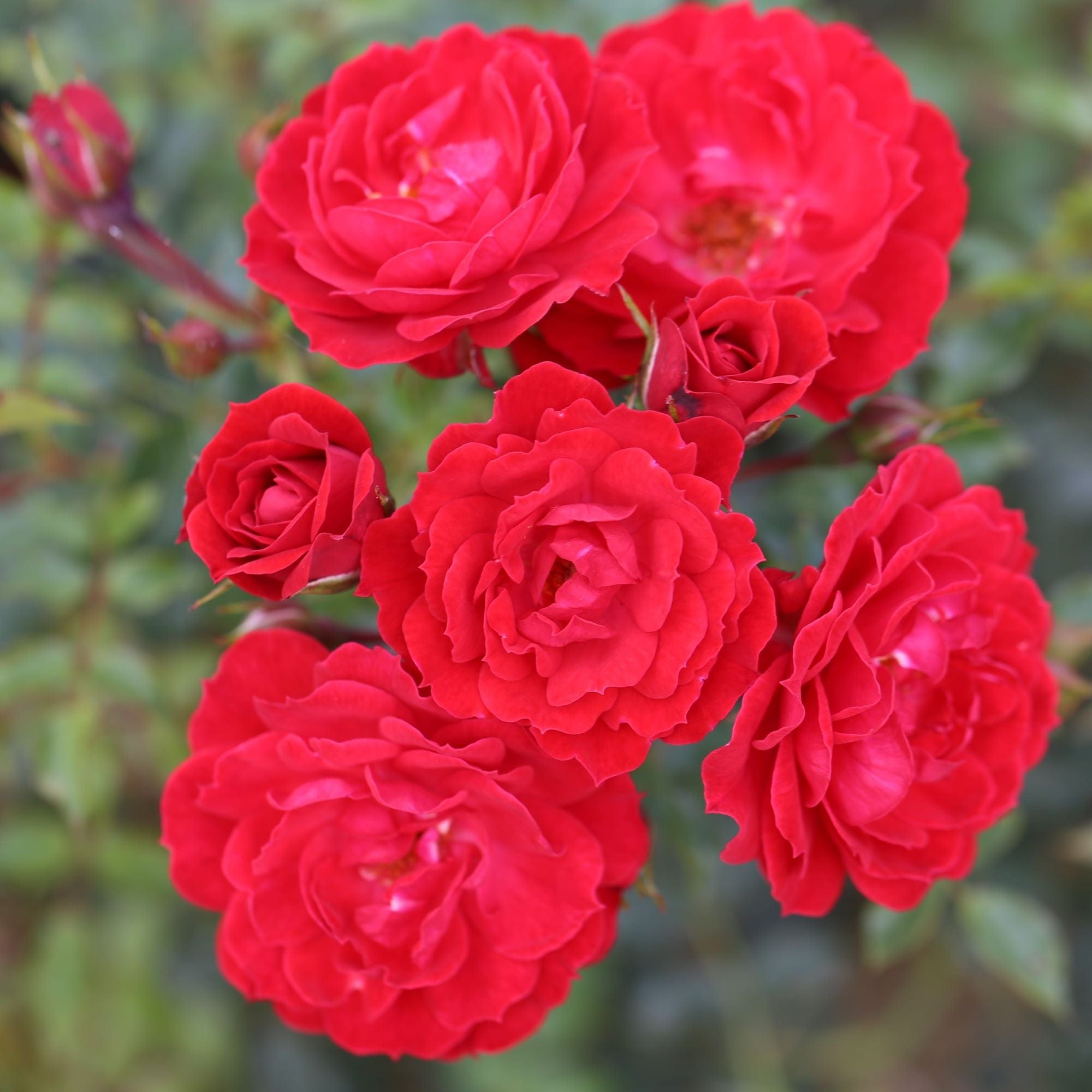 Rose Raspberry Royale (Patio Rose) Plants