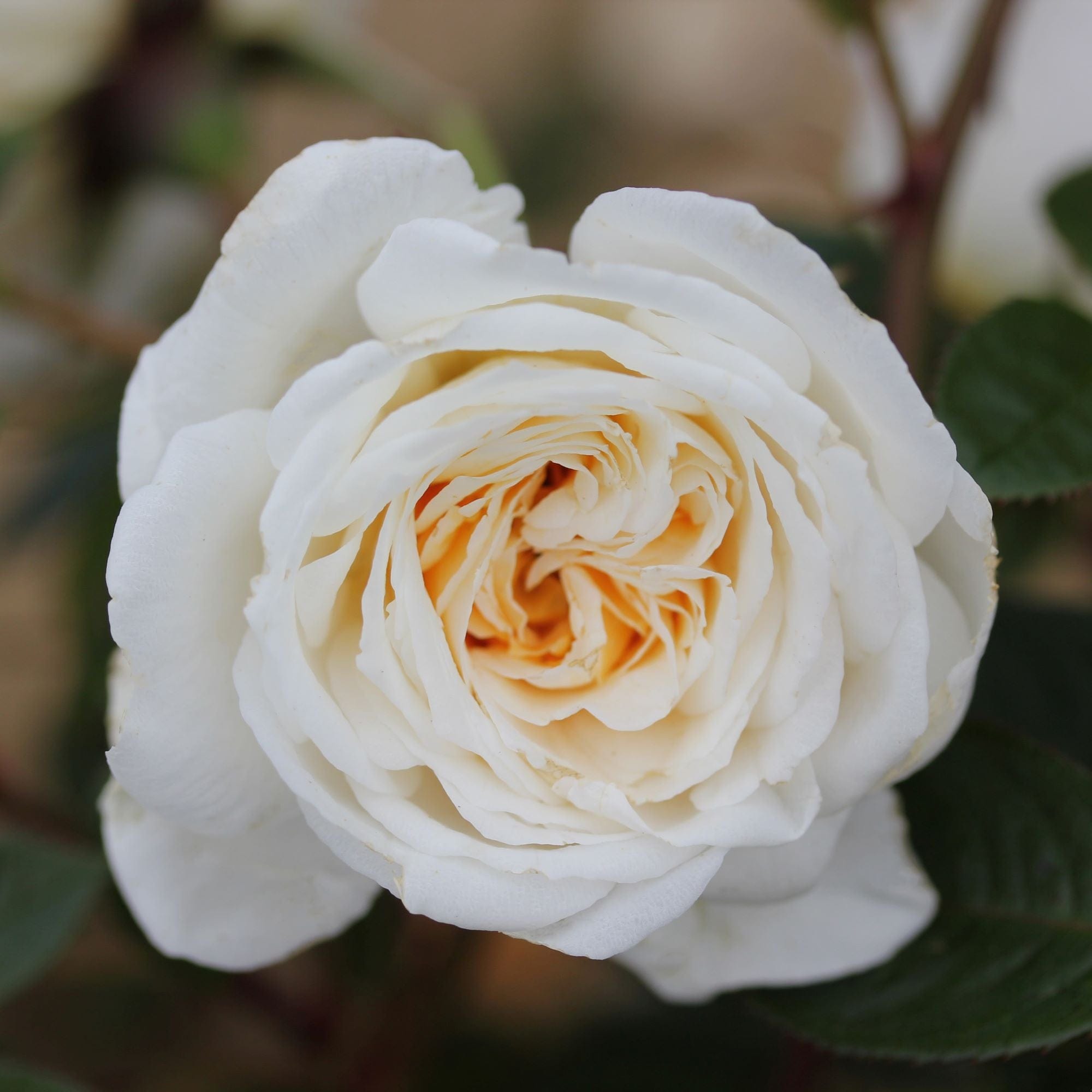 3 x bare root Rose White Patio (Patio Rose) Plants