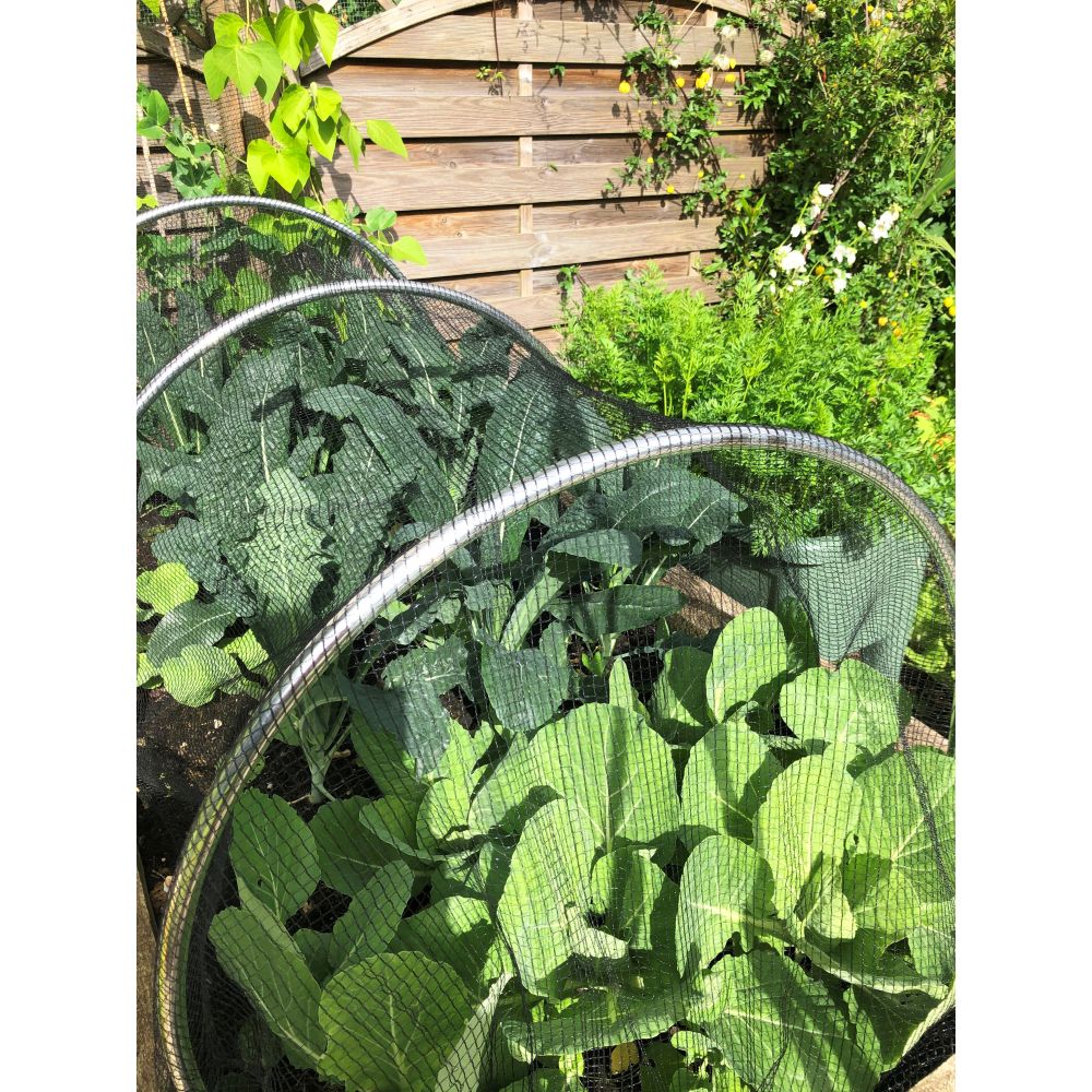 Large green leafy plant in a garden with a wooden fence in the background
