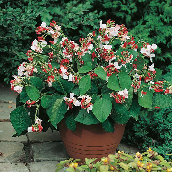 Potted plant with red, white, and green flowers on a stone surface with greenery in the background