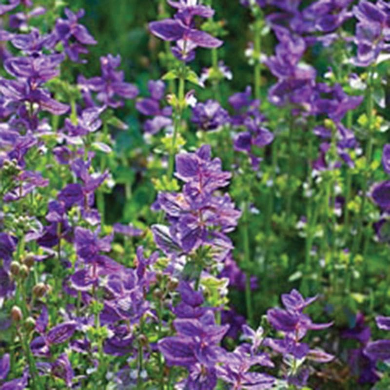 Salvia viridis Flower Plants