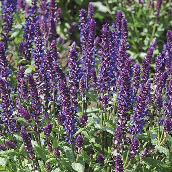 Salvia New Dimension Blue Flower Plants