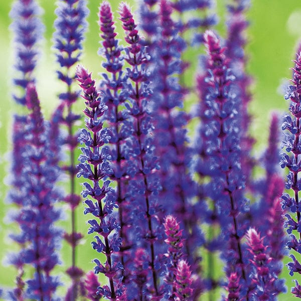 Salvia nemorosa Caradonna Flower Plant