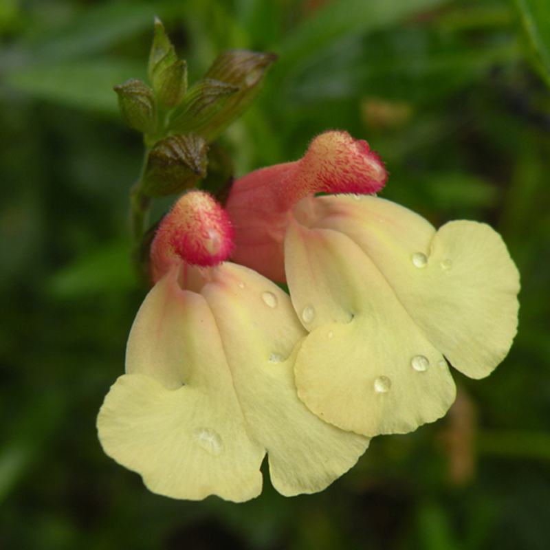 Salvia Flower Plants Collection