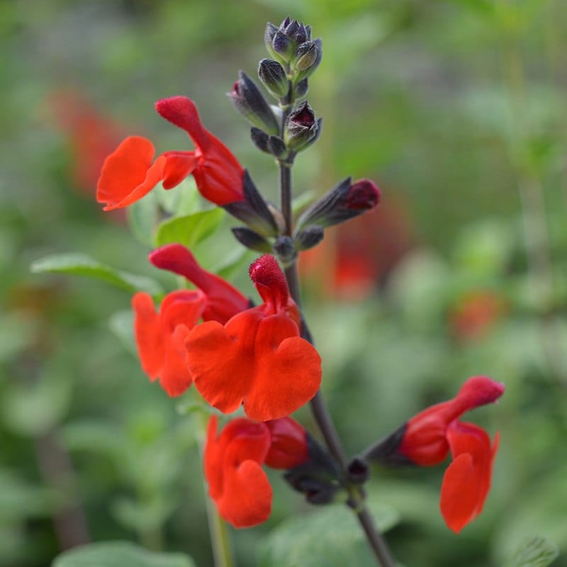 Salvia Flower Plants Collection
