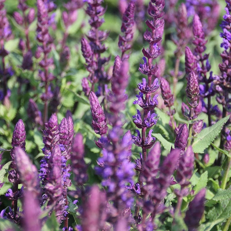 Salvia Salvatore Blue Flower Plants