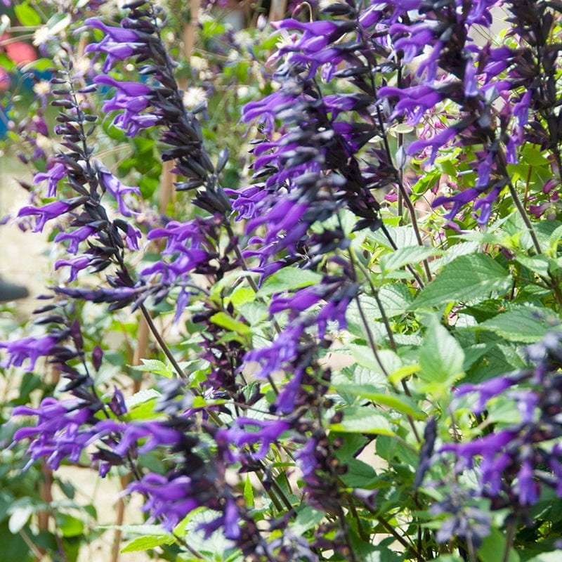Salvia Amistad Flower Plants
