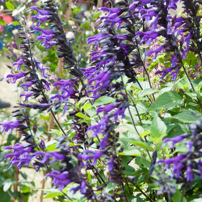 Salvia Amistad Flower Plants