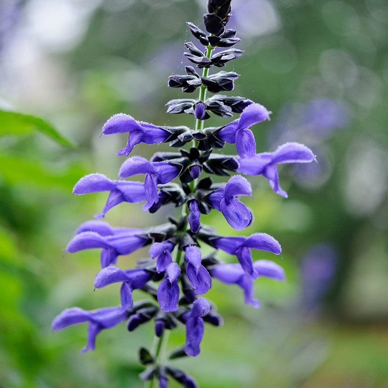 1 Potted 9cm Plant Salvia Black and Blue Flower Plants