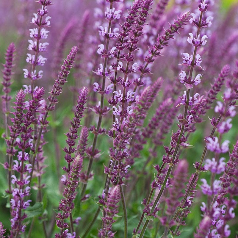 1 Potted 9cm Plant Salvia nemorosa Amethys Flower Plants