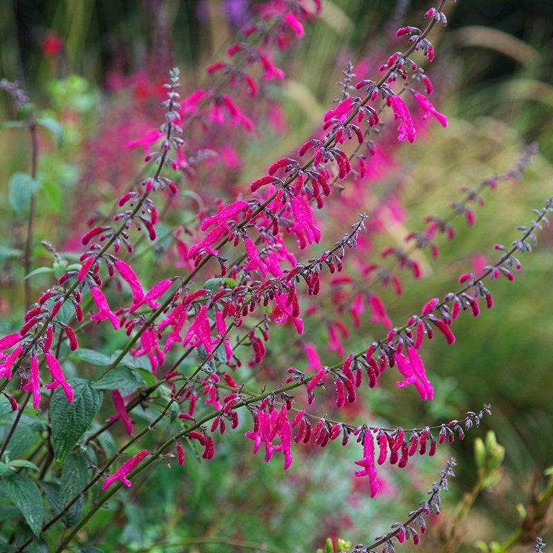 Salvia curviflora Flower Plants