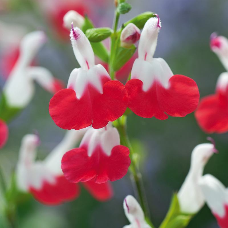 Salvia Cherry Lips