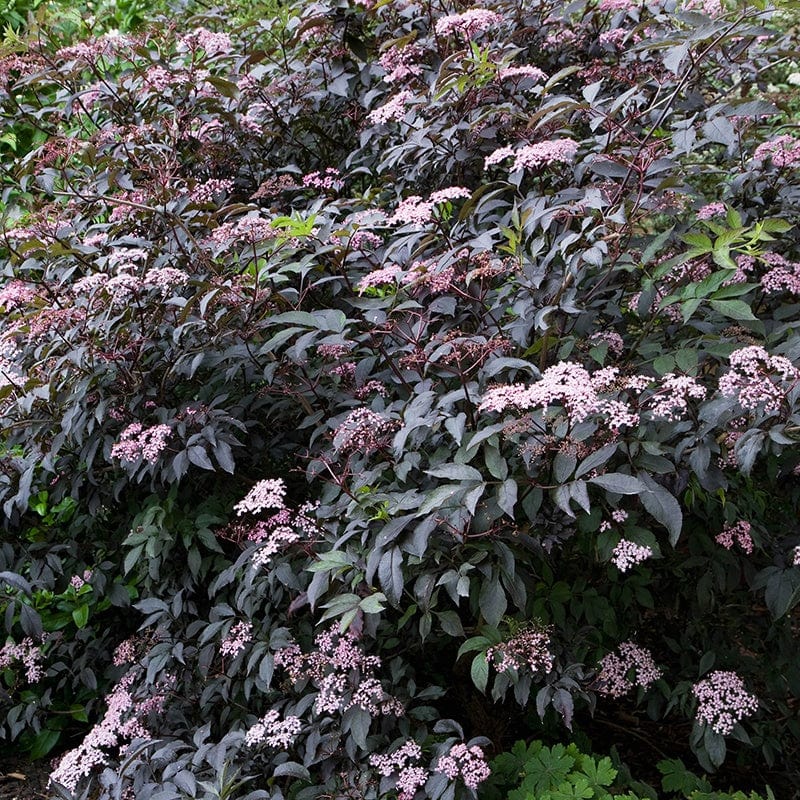 Sambucus nigra f. porphyrophylla Black Tower Shrub Plant