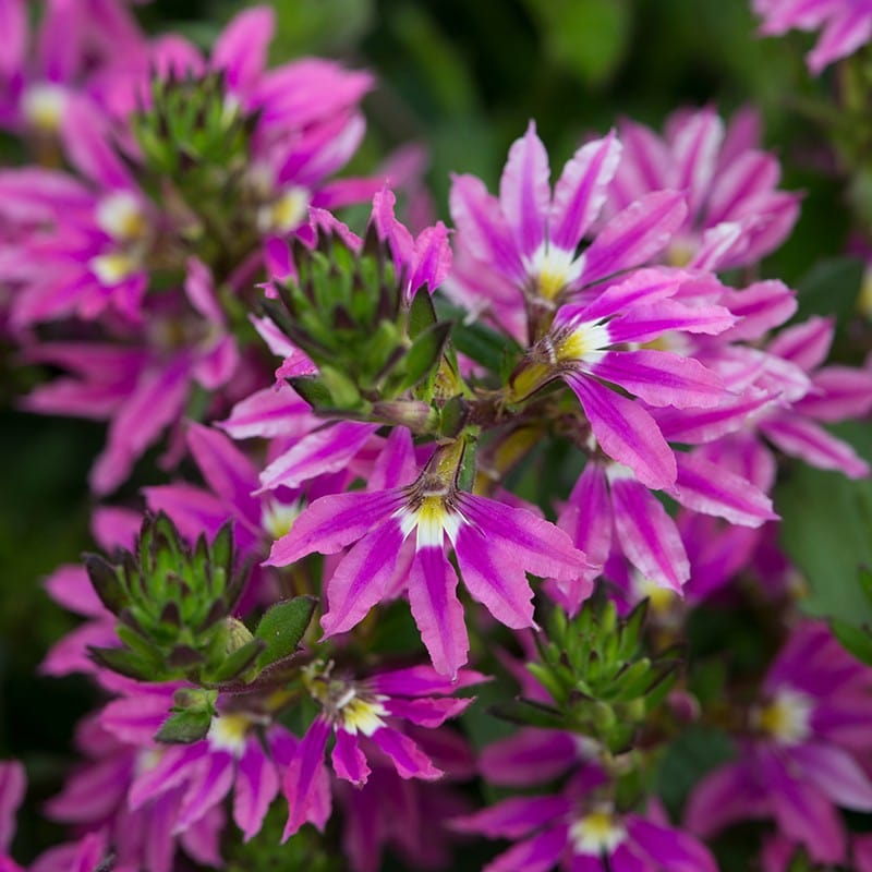 Scaevola Surdiva Flower Plant Collection