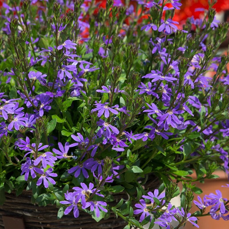 3 x 9cm Plants Scaevola Surdiva Light Blue Flower Plants