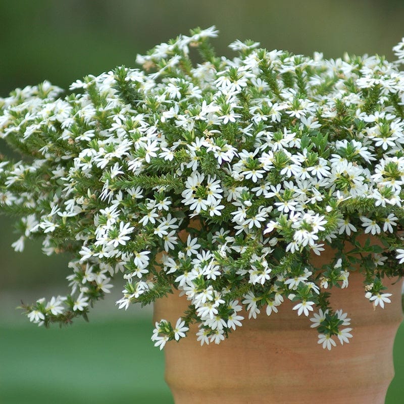 3 x 9cm Plants Scaevola Surdiva White Flower Plants