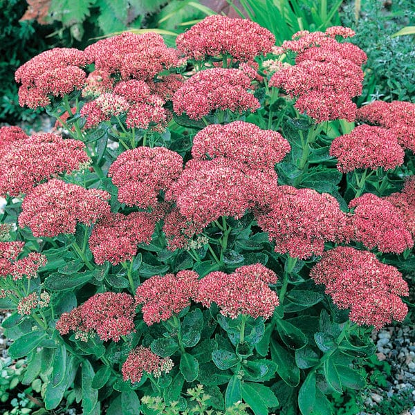 Sedum Autumn Joy Flower Plants