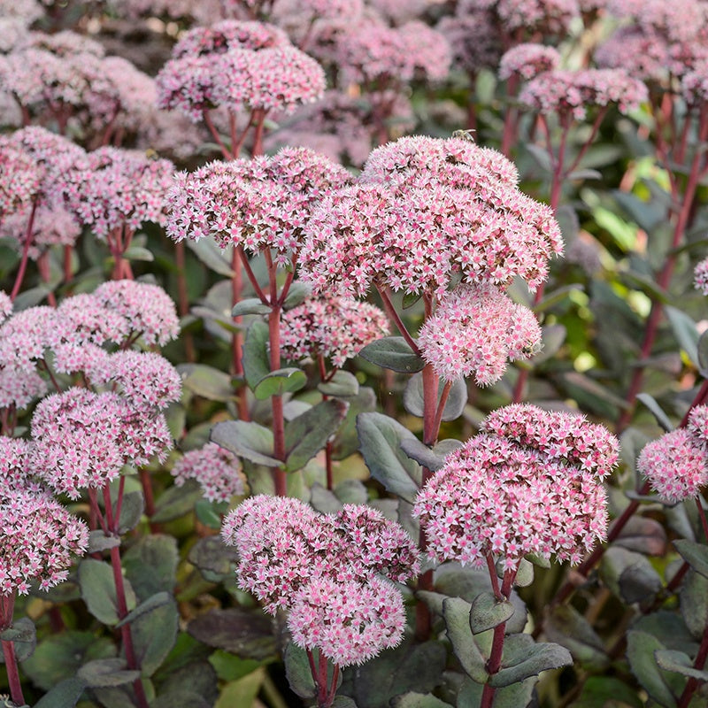 Sedum Matrona Flower Plants from Mr Fothergills