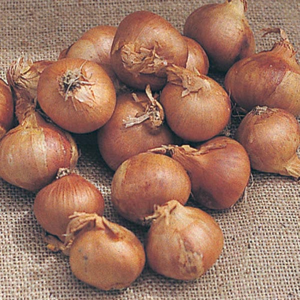 Shallot Golden Gourmet Bulbs