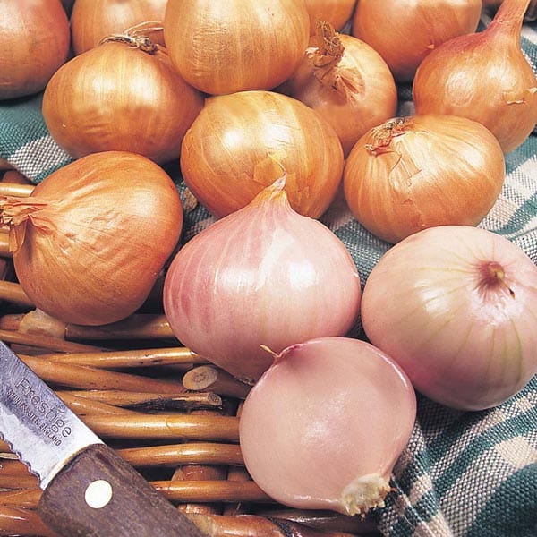 Shallot Bistro Bulbs