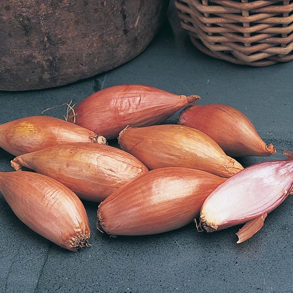 Shallot Jermor Bulbs