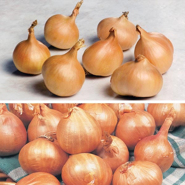 Shallot Bulbs Collection