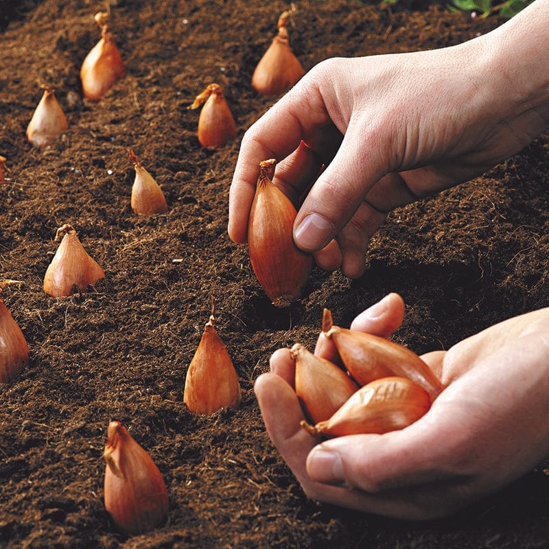 Shallot Longor Bulbs 56172