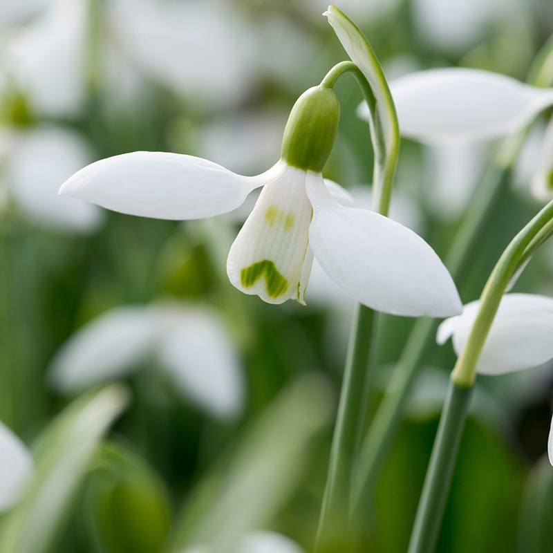 Snowdrop Galanthus elwesii Flower Bulbs