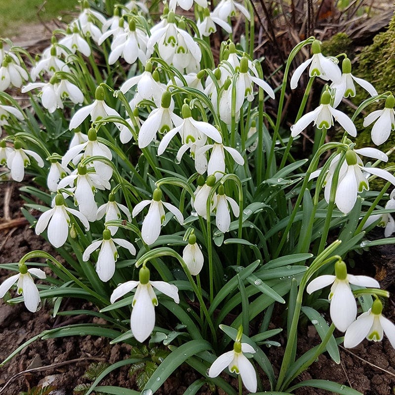 Snowdrop Bulbs