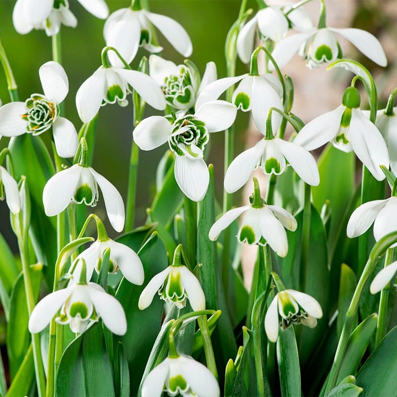 50 Bulbs Double Snowdrops 'in the green'