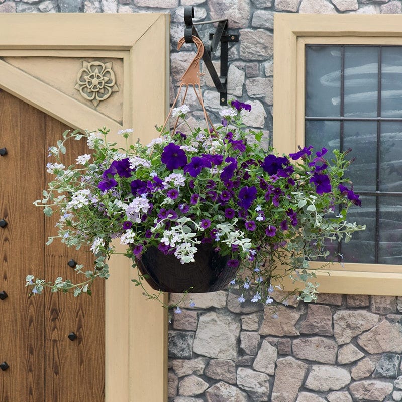 Blue to Violet Basket Mix Plants