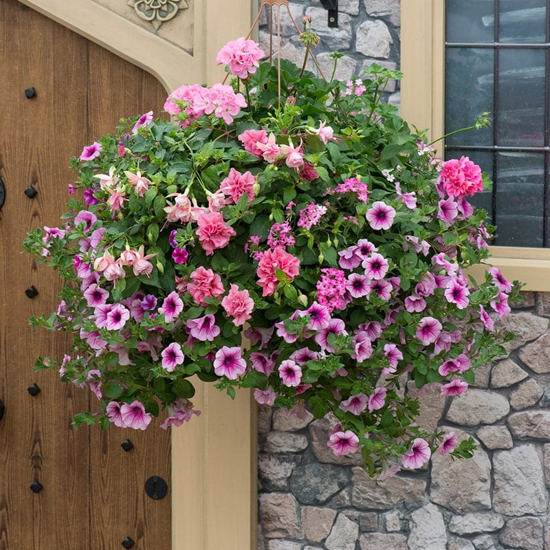 Pink To Rose Basket Mix Plants