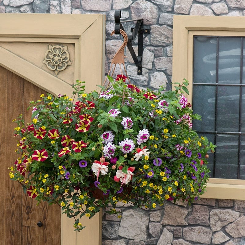 Speedplanter Multi-Coloured Basket Mix Flower Plants