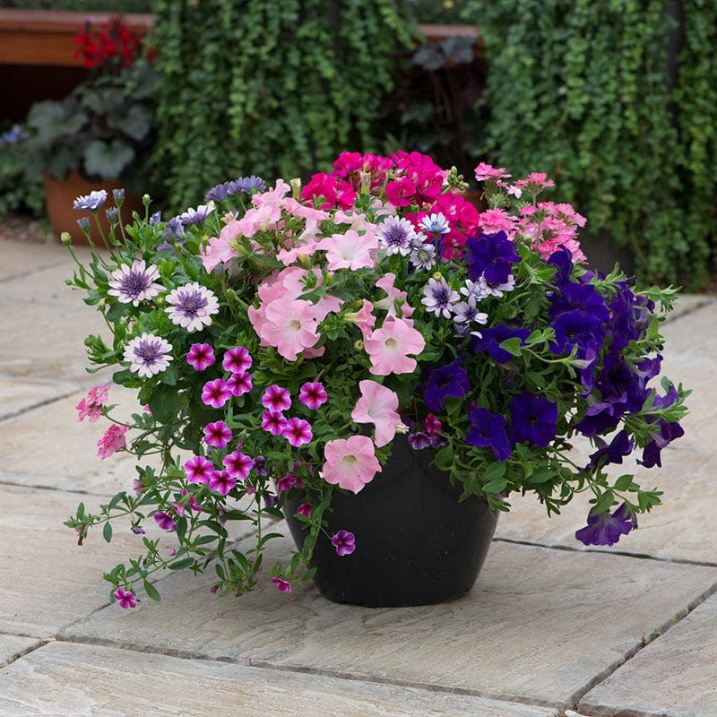 Speedplanter Sophistication Container Mix Flower Plants