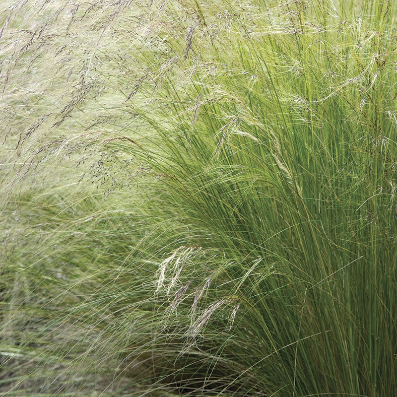 Stipa tenuissima Pony Tails Plants