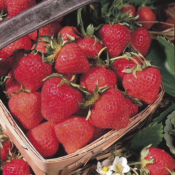 Strawberry Cambridge Favourite AGM A+ Grade Fruit Plants (Mid Season)
