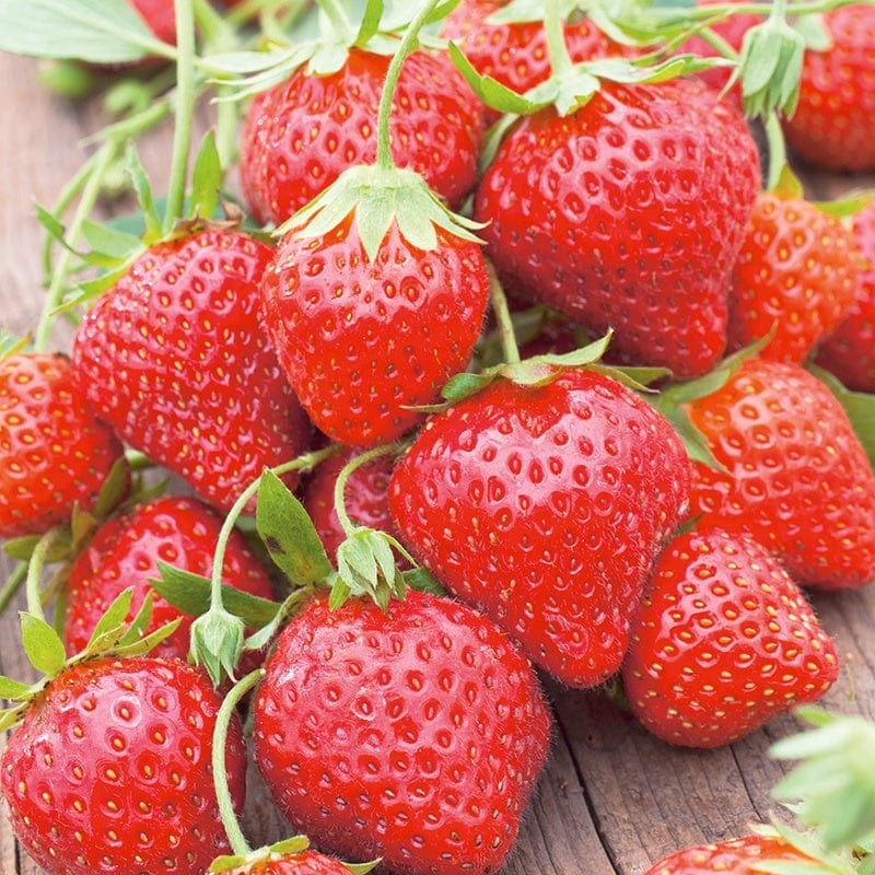 Strawberry Mara des Bois Plants (Everbearer)