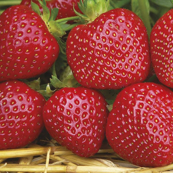 Strawberry Malwina A+ Grade Plants (Late Season)