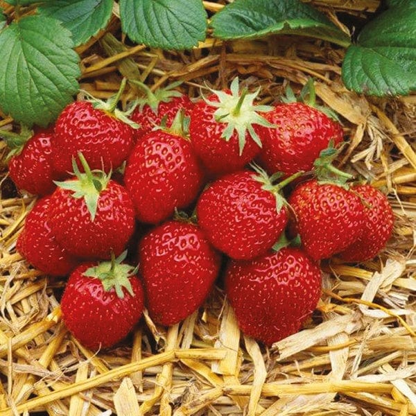 Strawberry Elsanta Plants (Mid Season)