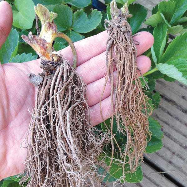 Strawberry Cambridge Favourite AGM A+ Grade Fruit Plants (Mid Season)