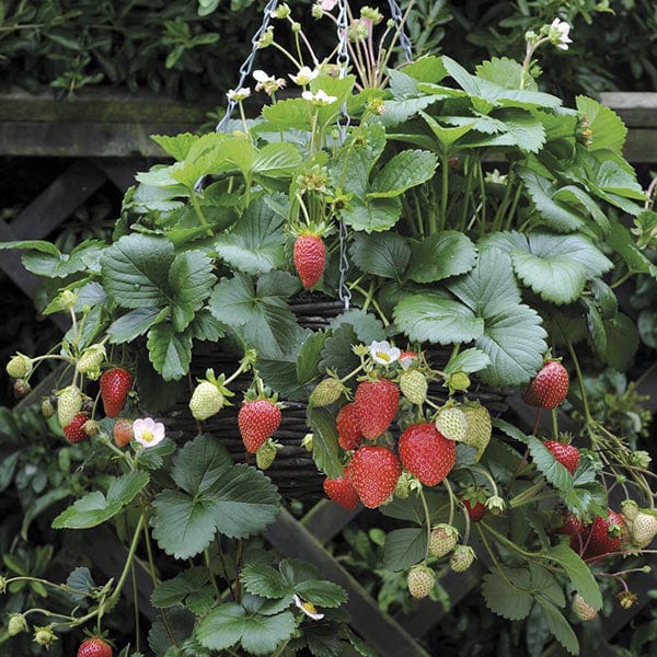 10 Plants Strawberry Elan F1 Plants