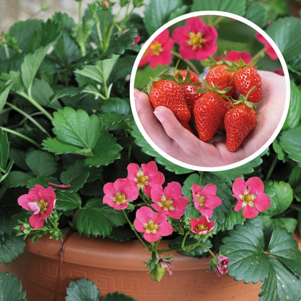 10 Plants Strawberry Toscana F1 Plants