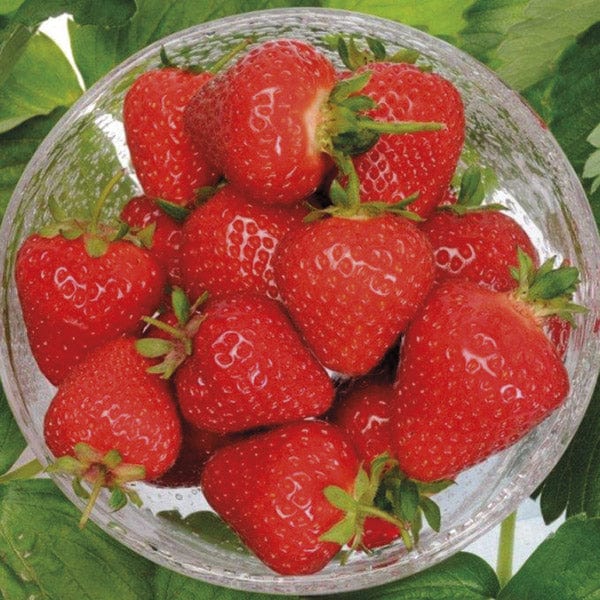 Strawberry Malling Centenary A+ Grade Plants