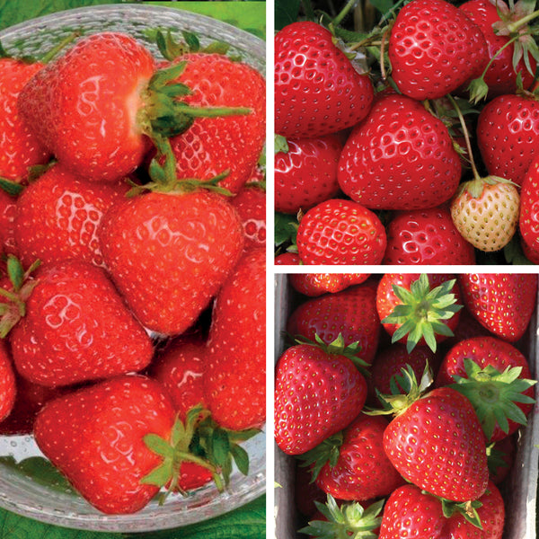 Long Season A+ Grade Strawberry Plant Collection